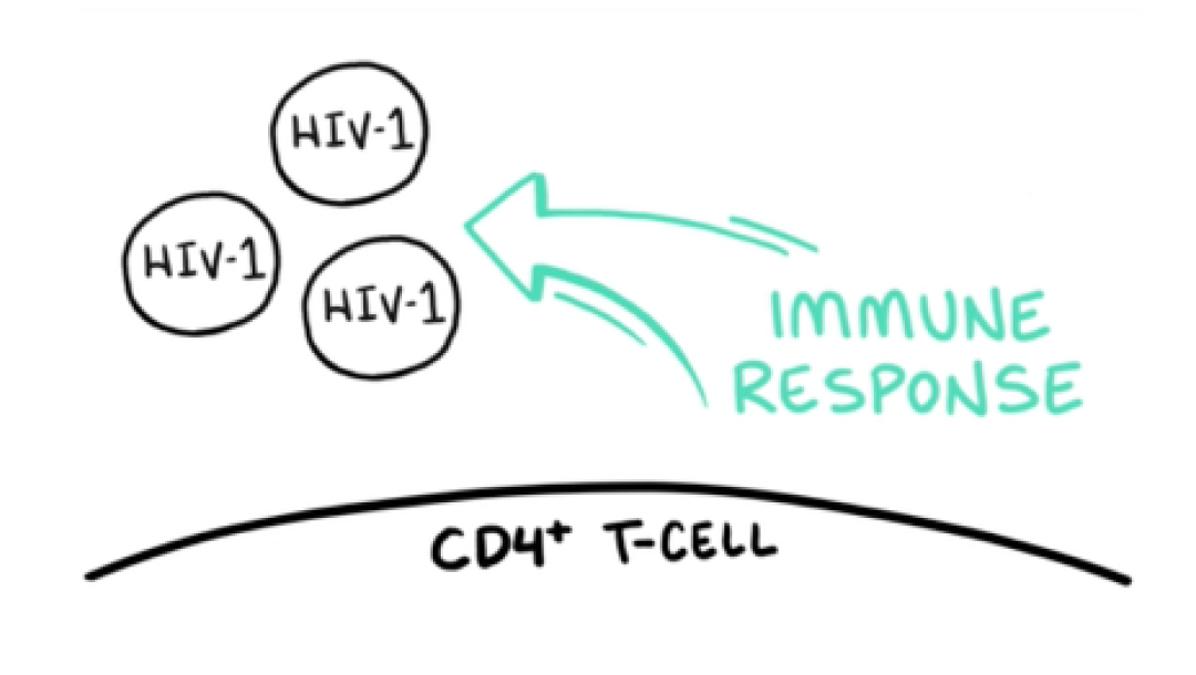 Line drawing depicting CD4+ T-cells and HIV-1 virions