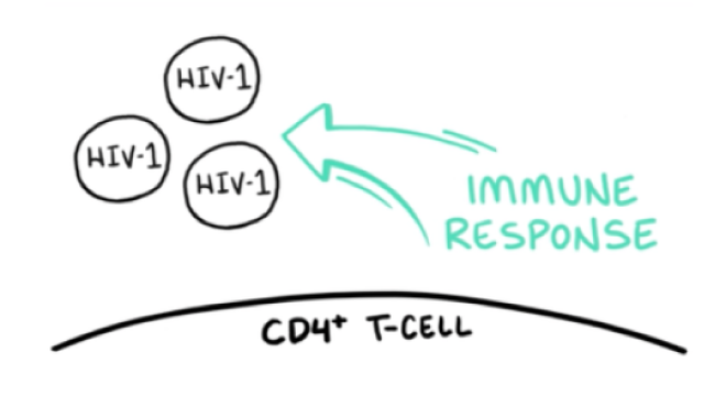 Line drawing depicting CD4+ T-cells and HIV-1 virions